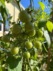 small green cherry tomatoes growing in the garden