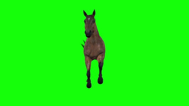 Horse - Gallop Running - Bay Brown - Front View - Realistic 3D animation isolated on green screen