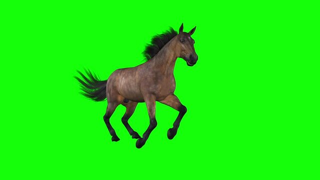 Horse - Gallop Running - Bay Brown - Left Side Angle View - Realistic 3D animation isolated on green screen
