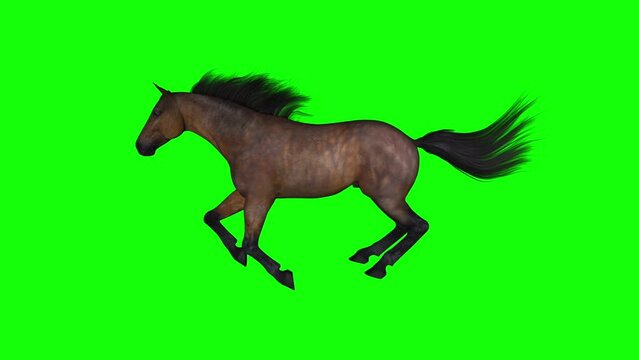 Horse - Gallop Running - Bay Brown - Right Side View - Realistic 3D animation isolated on green screen
