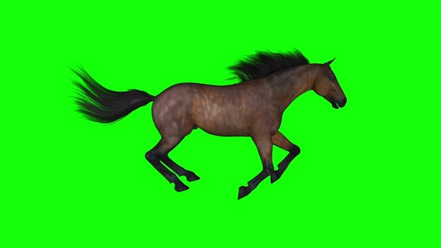 Horse - Gallop Running - Bay Brown - Left Side View - Realistic 3D animation isolated on green screen
