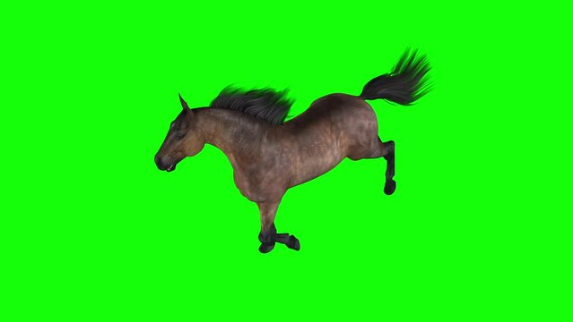 Horse - Gallop Running - Bay Brown - Top Angle View - Realistic 3D animation isolated on green screen