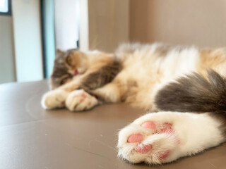 A cute white kitten with blue eyes sits on a window sill, gazing out at the world