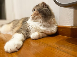 A cute white kitten with blue eyes sits on a window sill, gazing out at the world