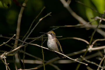 Ruby-throated hummingbird ( Archilochus colubris )