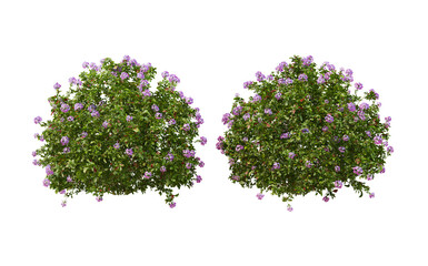 Shrubs and flowers for landscaping on transparent background