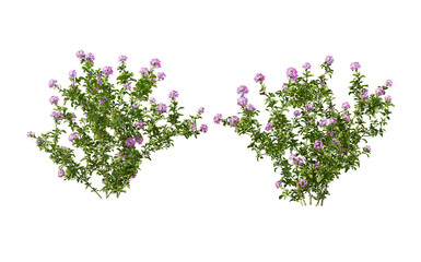 Fototapeta premium Shrubs and flowers for landscaping on transparent background