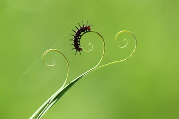 caterpillar, small, thread, small caterpillar on a beautiful snake