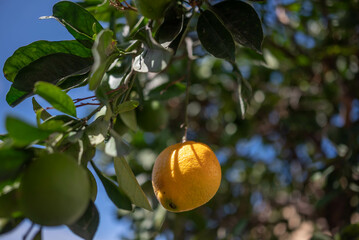 Green lemons growing on a tree. Citrus fruit on green leaves background