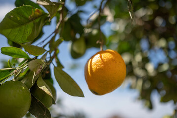 Green lemons growing on a tree. Citrus fruit on green leaves background