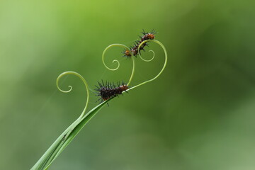 caterpillar, small, thread, green, beautiful little caterpillar on a beautiful thread on a green...