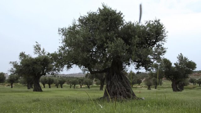 Trees and Field In Israel - Wide, steady cam