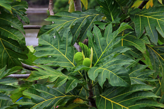 Small breadfruit and male flower on a breadfruit tree in Antigua and Barbuda, Caribbean, Lesser Antilles, West Indies.