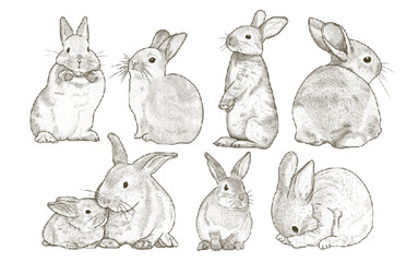 Rabbit graphic illustration animal