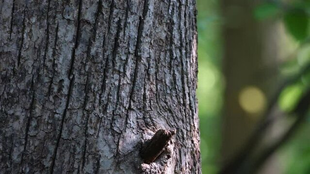 Close up of an American Red Squirrel (Tamiasciurus hudsonicus) sitting on a dead tree limb doing a territorial alarm call then running away.  
