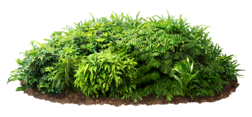 Cut out bush. Green foliage hedge isolated on transparent background. Plants for garden design or landscaping