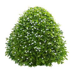 Cut out bush. Green foliage hedge isolated on transparent background. Plants for garden design or landscaping