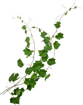 Cutout ivy with lush green foliage. Climbing plant in summer isolated on transparent background. High quality mask for professional composition