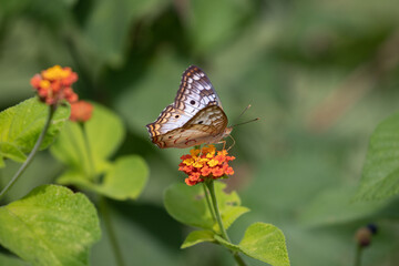 Obraz premium butterfly on flower