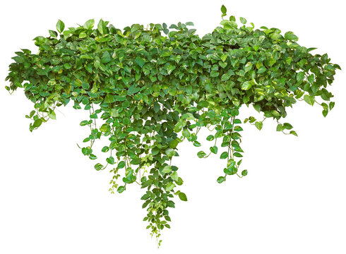 Cutout ivy with lush green foliage. Climbing plant in summer isolated on transparent background. High quality mask for professional composition
