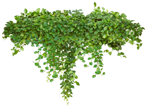Cutout ivy with lush green foliage. Climbing plant in summer isolated on transparent background. High quality mask for professional composition