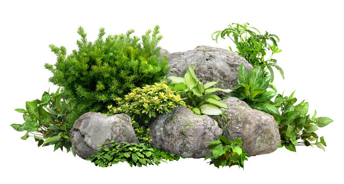 Fototapeta Cutout rock surrounded by flowers. Garden design isolated on transparent background. Flowering shrub and green plants for landscaping. Decorative shrub and flower bed