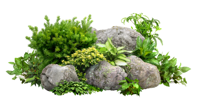 Cutout rock surrounded by flowers. Garden design isolated on transparent background. Flowering shrub and green plants for landscaping. Decorative shrub and flower bed
