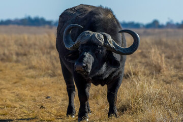 African Buffalo bull portrait with big horns