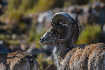 Bighorn sheep or mountain sheep Ram with big horns - obrazy, fototapety, plakaty