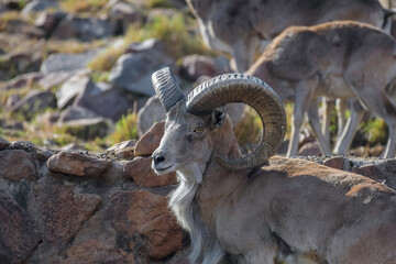 Bighorn sheep or mountain sheep Ram with big horns