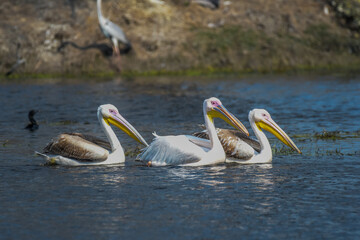 Great white pelican in Keoladeo national park Rajasthan