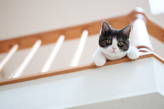 猫 背景 Images – Browse 22,225 Stock Photos, Vectors, and Video | Adobe Stock