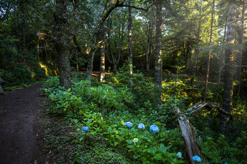 View of Rainforst walking trail with hydrangea flowers in morning sunlight. Levada of Caldeirão...