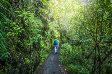 Fototapeta premium Backpacker toursit walking along green rainforst hike trail overgrown with plants. Levada of Caldeirão Verde, Madeira Island, Portugal, Europe.
