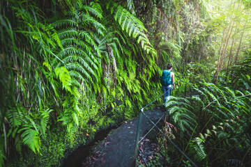 Sporty toursit hikes along rainforst hike trail covered with green fern. Levada of Caldeirão...