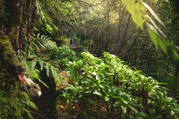 Backpacker toursit hiking next to water channnel wall in the middle of a scenic rainforst trail covered with green plants. Levada of Caldeirão Verde, Madeira Island, Portugal, Europe.