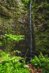 Atmospheric natural waterfall overgrown with plants and ferns in Madeiran rainforest. Levada of Caldeirão Verde, Madeira Island, Portugal, Europe
