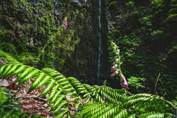 Fototapeta premium Scenic natural waterfall overgrown with plants and ferns in Madeira rainforest. Levada of Caldeirão Verde, Madeira Island, Portugal, Europe