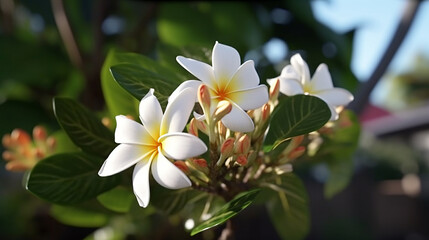 Plumeria alba tree white flowers plant appearance pudica images Ai generated art