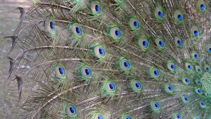 Peacock feathers, beautiful green and blue colors of bird plumage