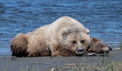 Mama Brown Beaer and Cub