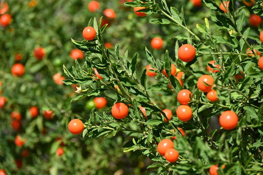 Jerusalem cherry / Winter cherry ( Solanum pseudocapsicum ) berries. Solanaceae evergreen shrub native to South America.Berries contain solanine and are poisonous.