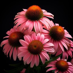 Aromatic Echinacea Herbs Photorealistic Square Illustration. Healthy Vegetarian Diet. Ai Generated bright Illustration on Dark Background. Aromatic Echinacea Herbs.