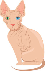 Sphynx cat. Naked skin pet. Hairless animal