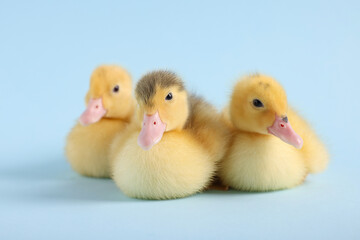 Baby animals. Cute fluffy ducklings sitting on light blue background, selective focus