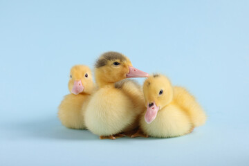 Baby animals. Cute fluffy ducklings sitting on light blue background, selective focus