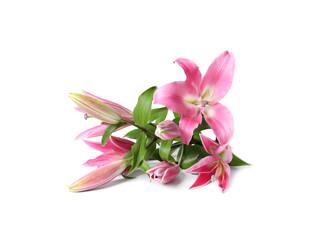 Beautiful pink lily flowers isolated on white