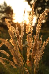 Beautiful view of reed grass growing in meadow at sunset
