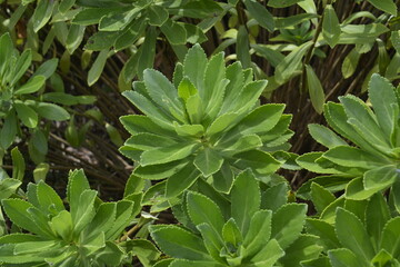 green leaves background