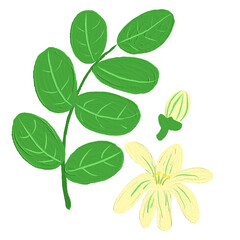 Naklejka premium Moringa flower oil paint illustration